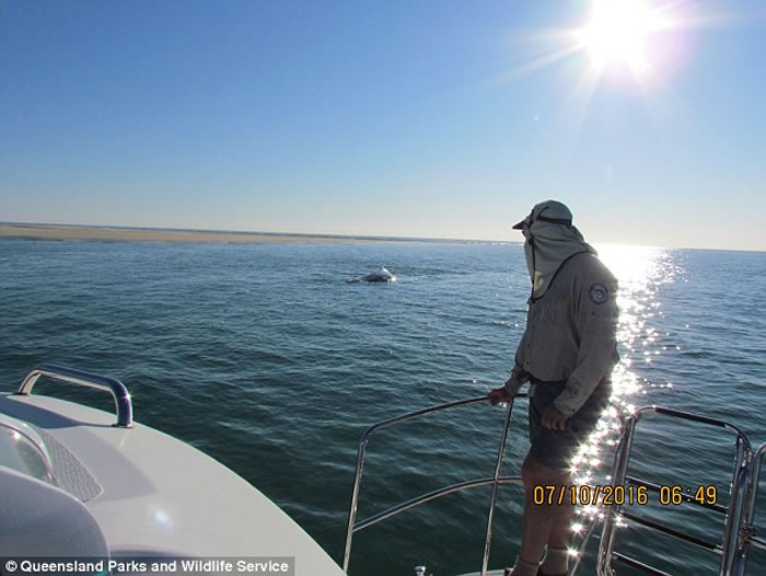 澳洲布里斯本母座头鲸不慎搁浅海滩 幼鲸在旁试图救助