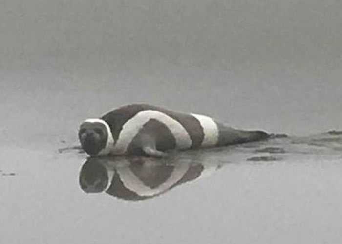 ��ֻ���еĻ�������8��ʱ��������ʢ���ݳ�̲�뵺�����֡�