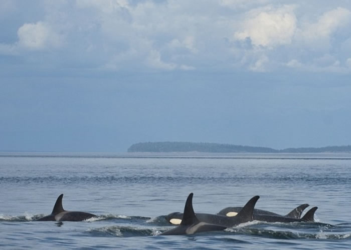 NOAA会在杀人鲸身上植入标记作追踪研究。