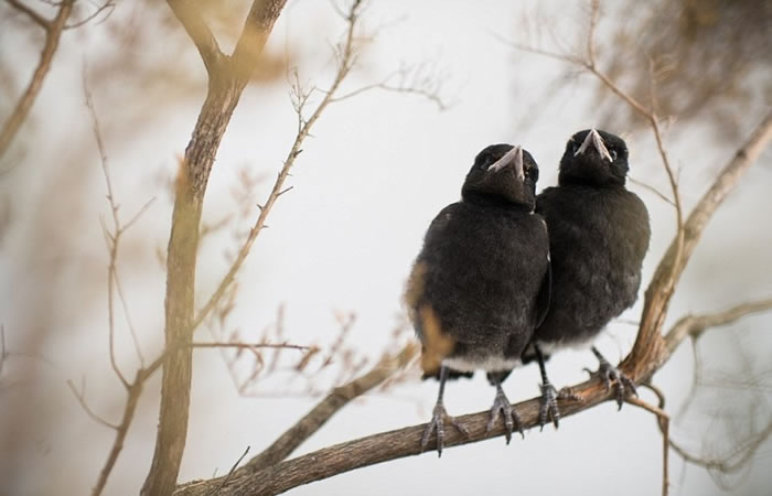 布洛姆一家再增添喜鹊成员。