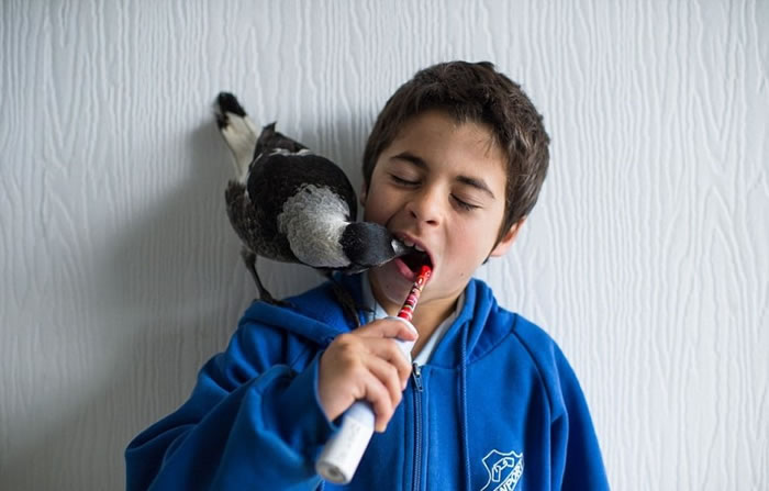 “企鹅”监察家人刷牙。