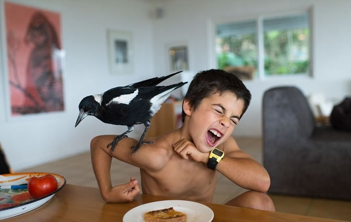 “企鹅”也想吃一口。