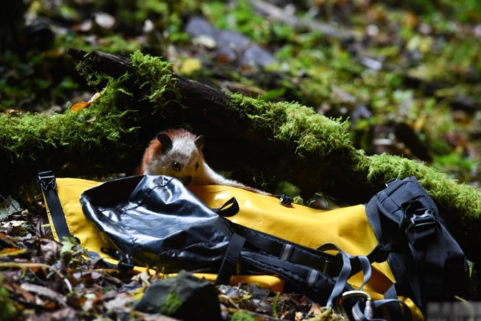 ���������ĳ�û�ص��ع�󣬶Է�����̬�����Σ�ա�