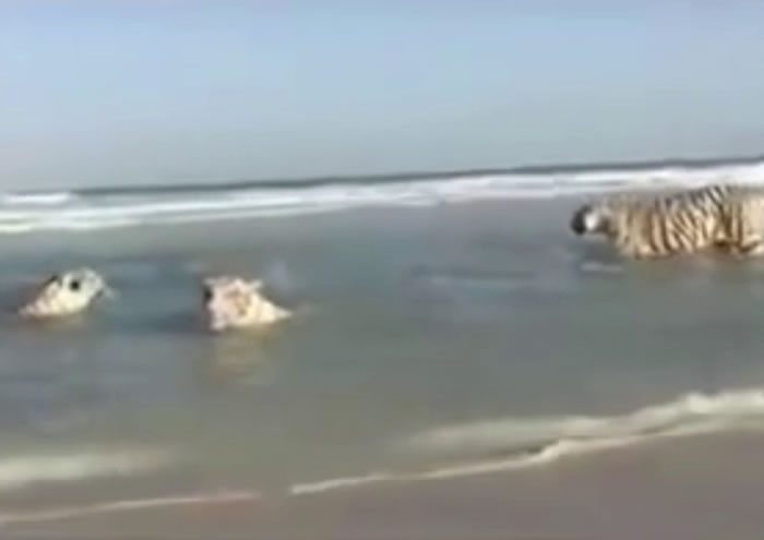 老虎们把身体浸于水中,貌似十分享受。