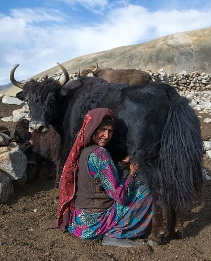 һ������Ϊ��ţ���̡�