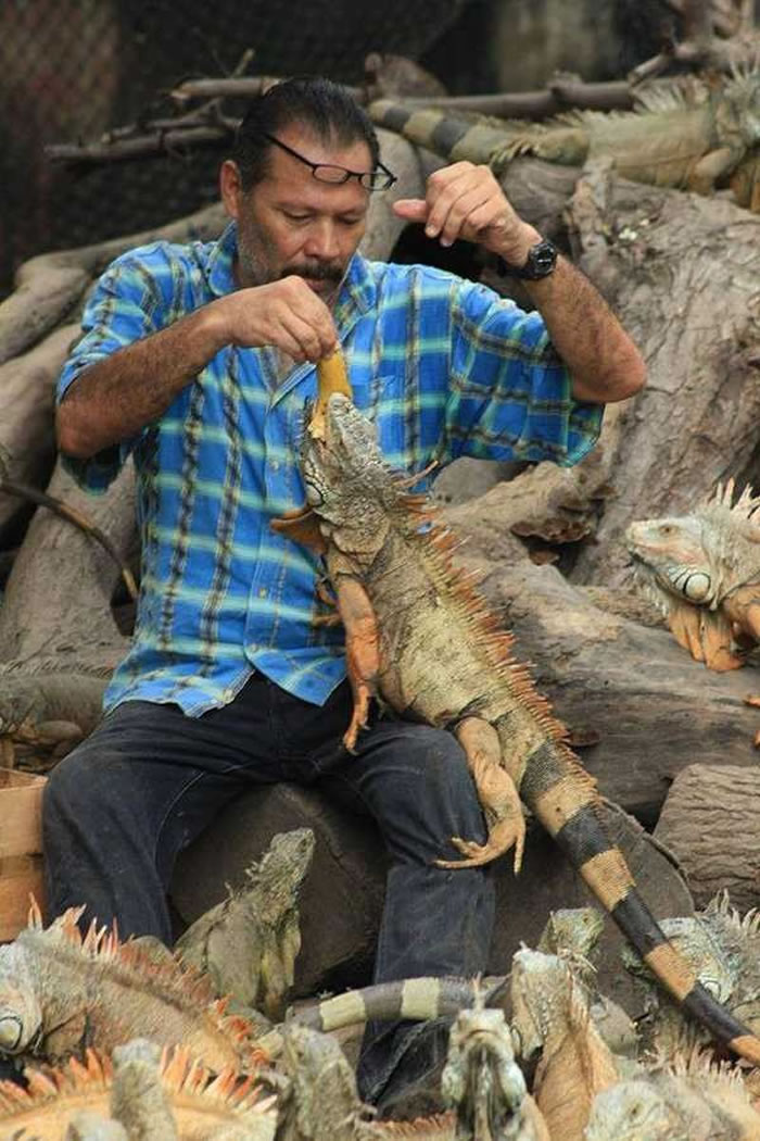 墨西哥男子自建保护区40年救助642只濒临绝种美洲鬣蜥
