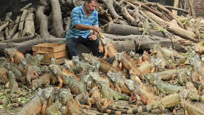 墨西哥男子自建保护区40年救助642只濒临绝种美洲鬣蜥