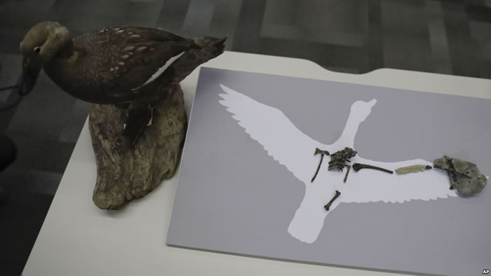 迄今最古老鸟类发声器官:南极洲发现6800万年前维加鸟鸣管化石残骸