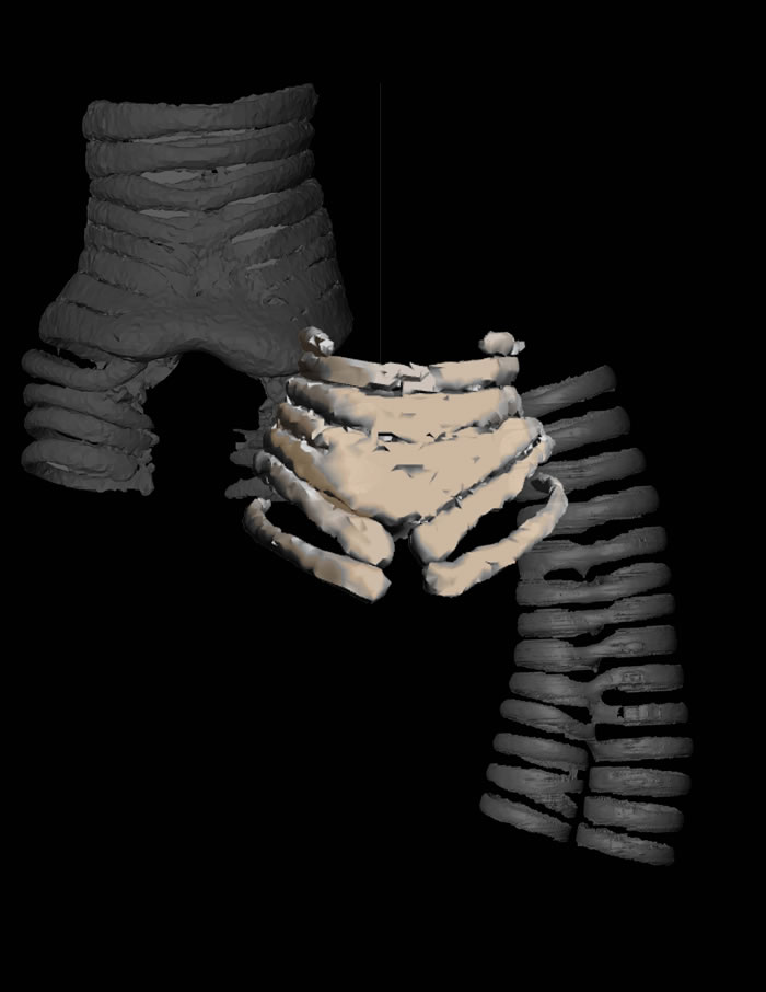 迄今最古老鸟类发声器官:南极洲发现6800万年前维加鸟鸣管化石残骸