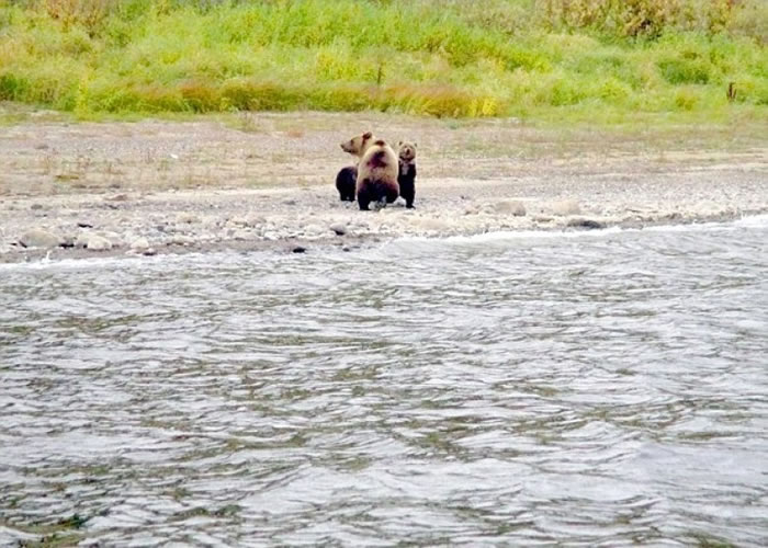 雌性棕熊(中)与熊崽道别。