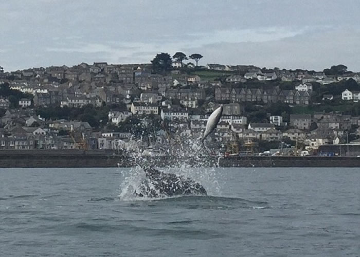 宽吻海豚不断把幼豚抛出水面施袭。