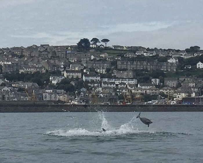 宽吻海豚更不时咬着海豚,把幼豚拉入水中。
