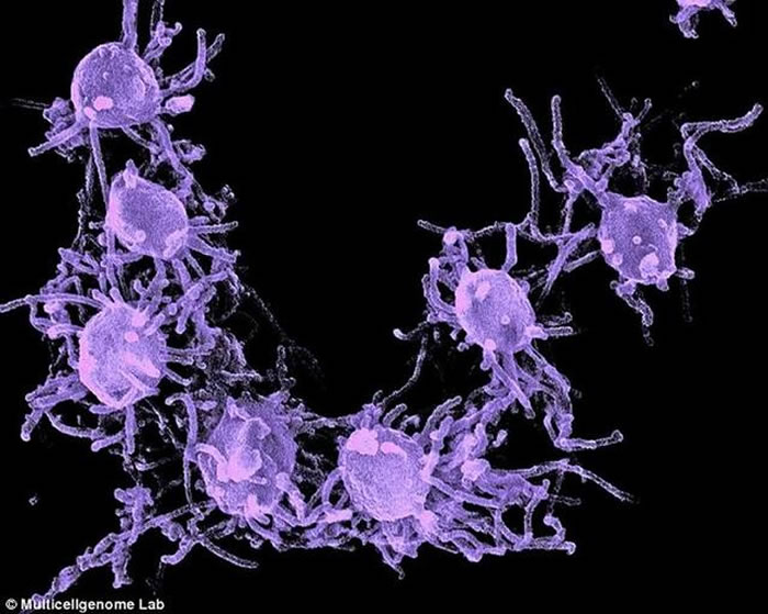 �����о���������ϸ������������Ҫ�Ĺ���ת����ܱ�֮ǰԤ��ø���΢�Զ�ŵ�ϸ�������Ѿ���һЩ���ܣ����Է�֧�γɽϸ��ӵ�������ʽ��