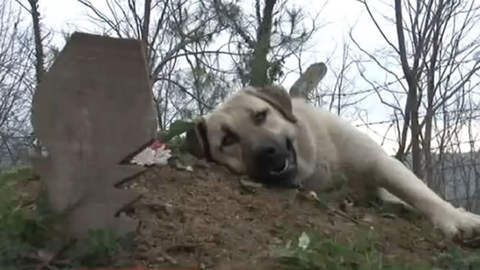 催人泪下:土耳其一只忠犬每天到主人墓前紧贴坟墓土地