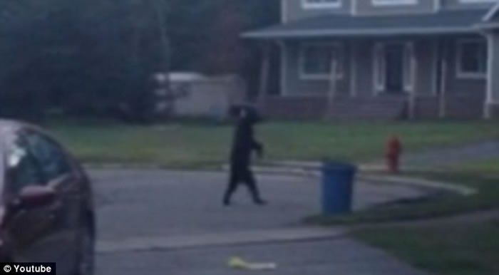 美国新泽西州两脚行走的熊Pedals被猎人用弓箭杀死