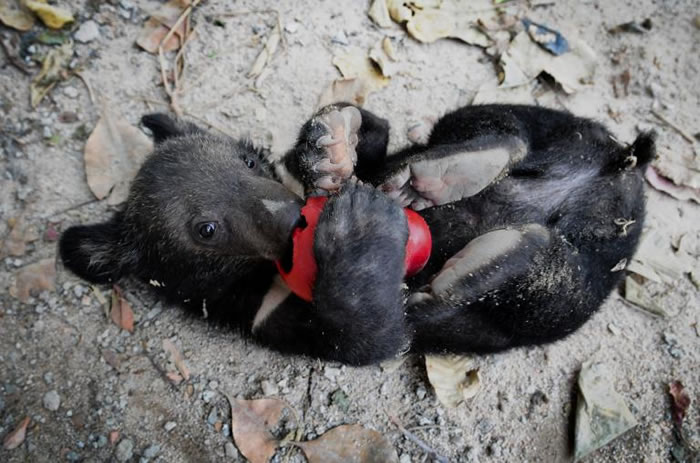 ��ֻ����Tasma��С�ܣ���2008��ʱ�����︣������