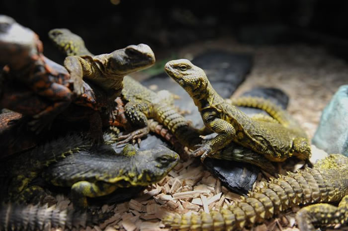 2009�꣬�������辯������˼�ֻ���β���ᣬ���ǲ��ú���ػش���Ȼ������ PHOTOGRAPH BY BAPTISTE FENOUIL, REDUX