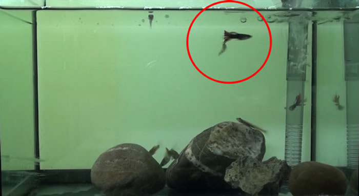 ��������y����Smilosicyopus leprurus��ҧ����������β�͡�