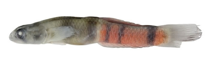 ���Ʊ���������y����ҧ��β���Ļ��������y����ͼ��¬ӯ����Ӱ����ɽ��ѧ�ṩ��