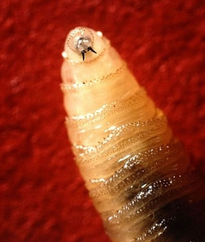 �����������¼���Ԫ�ס�