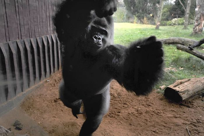 英国伦敦动物园大猩猩撞爆玻璃欲逃跑