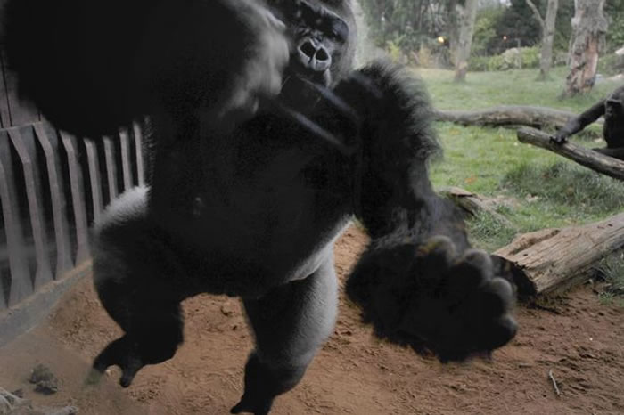 英国伦敦动物园大猩猩撞爆玻璃欲逃跑