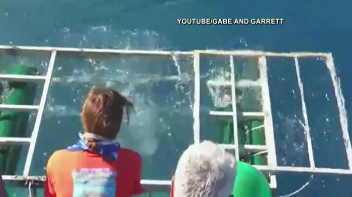 大白鲨历险记:墨西哥瓜达卢佩大白鲨冲入游客防鲨笼