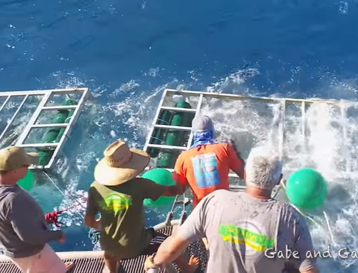 大白鲨历险记:墨西哥瓜达卢佩大白鲨冲入游客防鲨笼