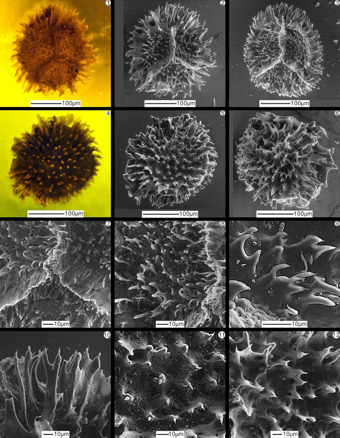 ����������������������Cereusisporites mirabilis Lu et Ouyang, 1978ɨ�������΢����ӫ��͸����΢������ͼ