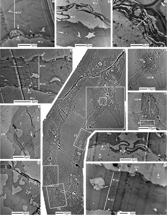����������������������Longhuashanispora reticuloides Lu et Ouyang, 1978͸��羵��΢�ṹͼ