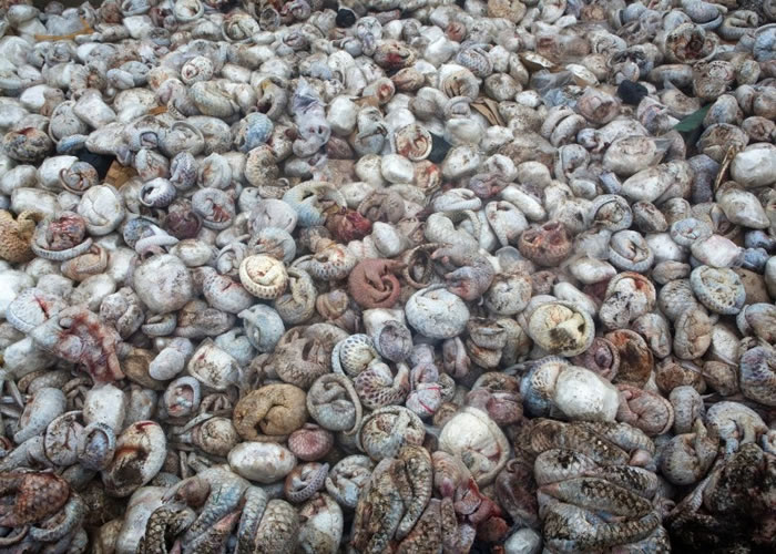 ��ɽ��һֱ����Ϊ��������ҩ�ü�ֵ��