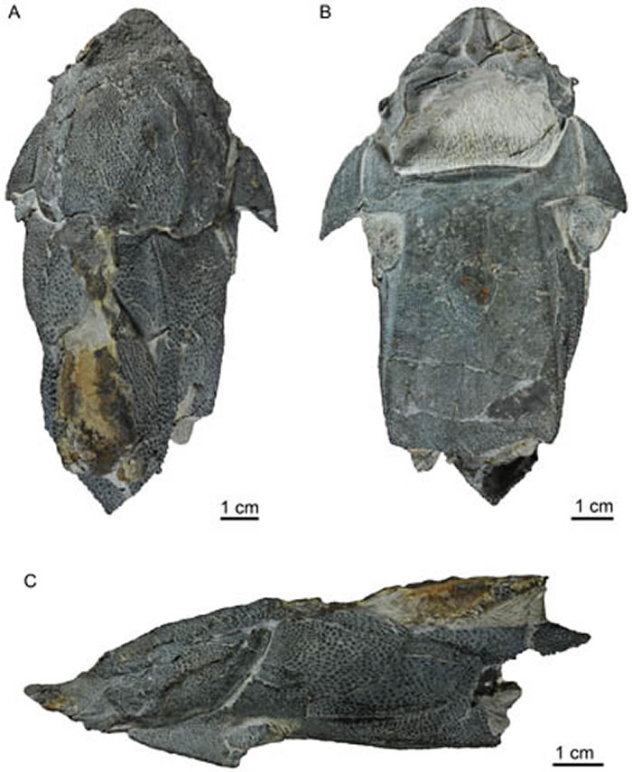 ͱ걾(IVPP V20732)ƬͼAͼBͼC ͼ