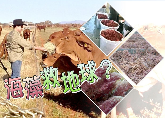 澳洲研究团队希望,透过喂牛只食晒干海藻,可降低它们排放的甲烷量。