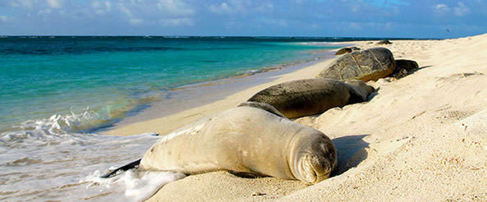 Ŀǰ�Ѿ���8ֻ������ɮ������Ⱦ������������