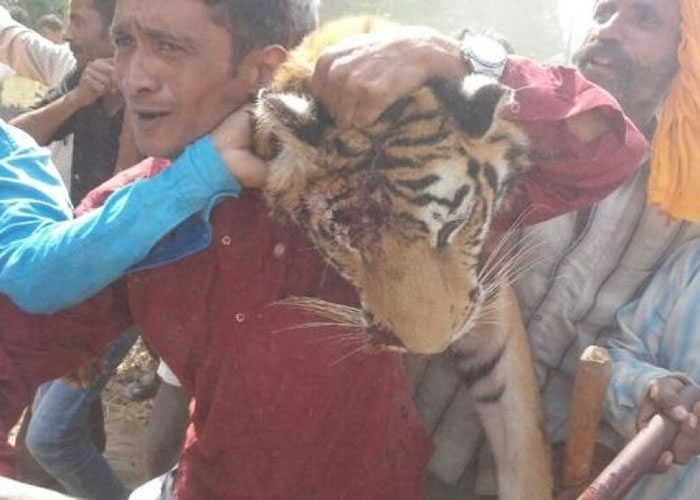 ӡ�ȱ������ϵ°�һֻʳ���ϻ�ҧ��2�˱���ɱ