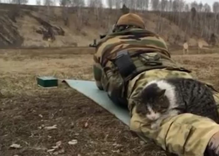 �������Ļ���è��Ķ�������˺���