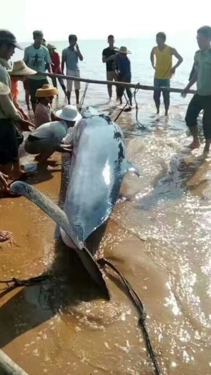 村民尝试挖深沙滩,将海水引入搁浅处。