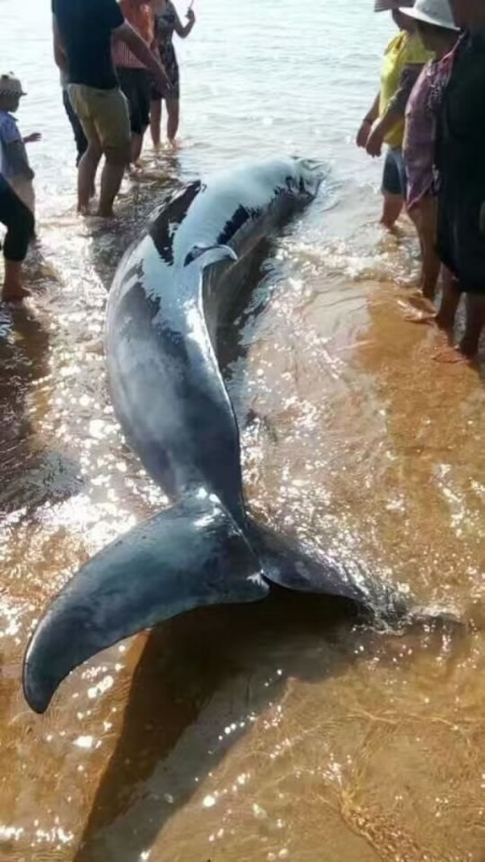 鲸鱼被发现时已奄奄一息。