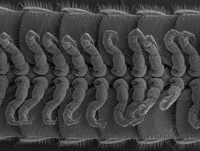 414条腿的Illacme tobin