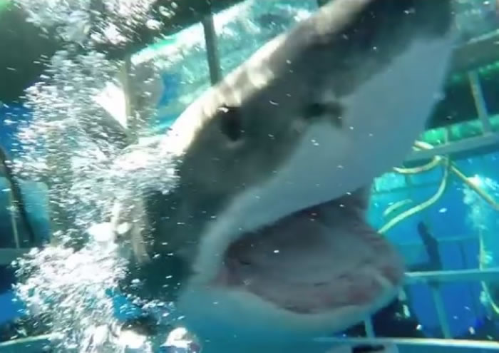 鲨鱼强行钻进笼中,张开血盆大口。