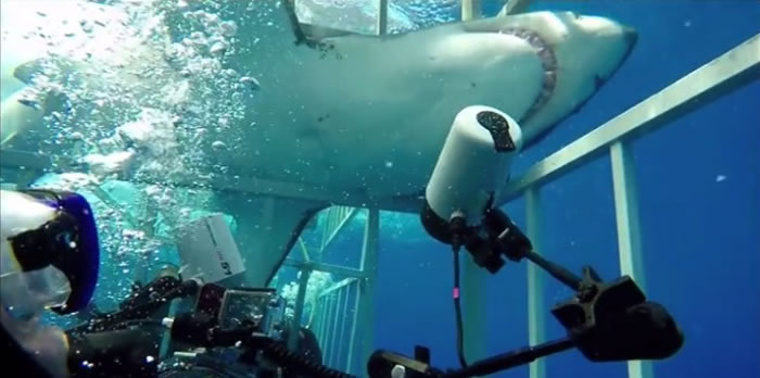 幸好鲨鱼体型庞大,未能完全钻进笼中。