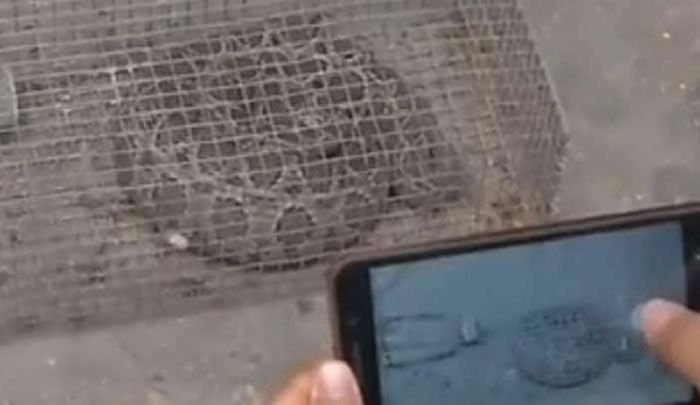 咬伤村民的百步蛇