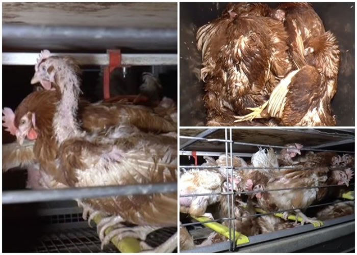 ��������������Ӣ������Ȩ����֯Viva!�ų�ӰƬ�ҹ��������ͳ��еĲ���������������