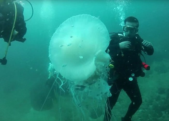 潜水员在墨西哥巴亚尔塔港外水域遇上罕有巨大水母