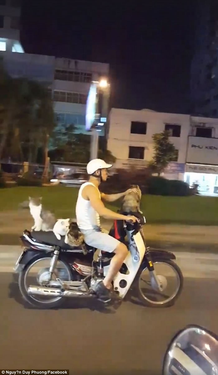 Խ�Ϻ�������Ħ�г�������4ֻ����è