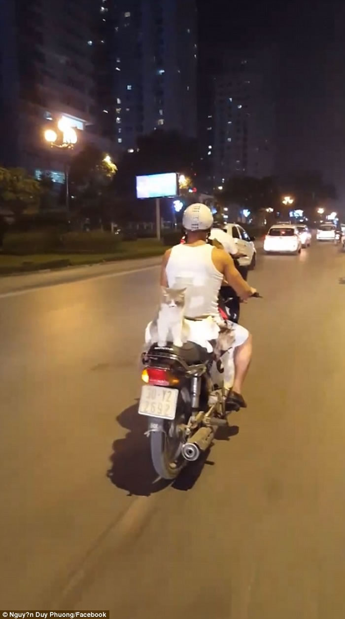 Խ�Ϻ�������Ħ�г�������4ֻ����è