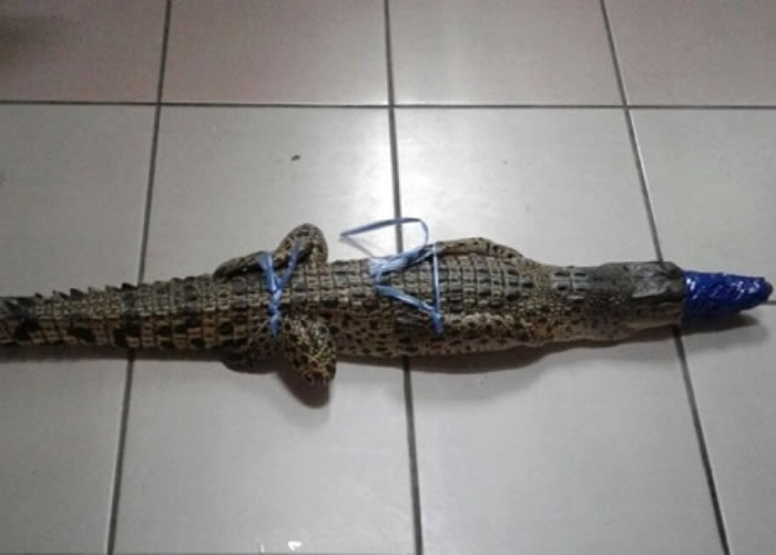 马来西亚小鳄鱼误闯民居遭生擒
