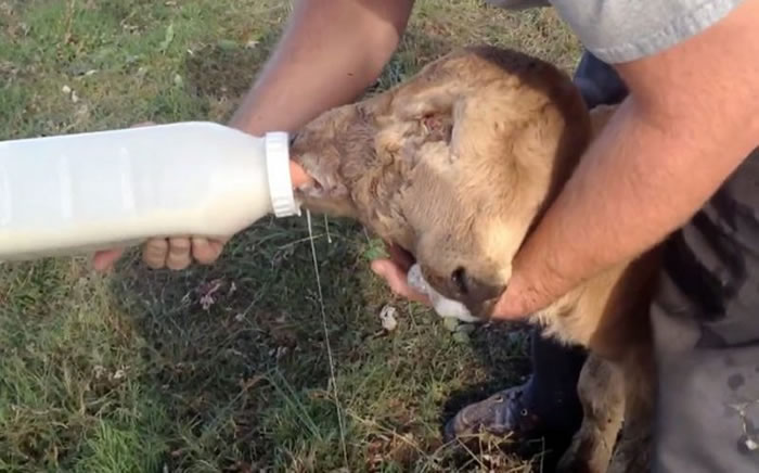 �����ϵ»�����ֻ˫��ţLucky