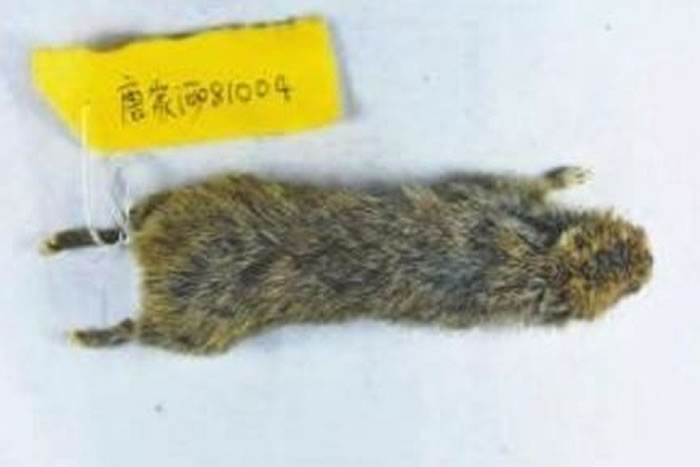 四川唐家河自然保护区发现一种名叫“扁颅鼠兔”的新物种