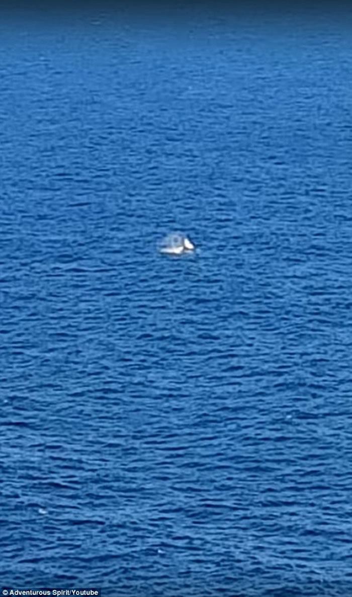 在澳洲亲眼目睹鲸鱼激战大白鲨 男子兴奋大叫